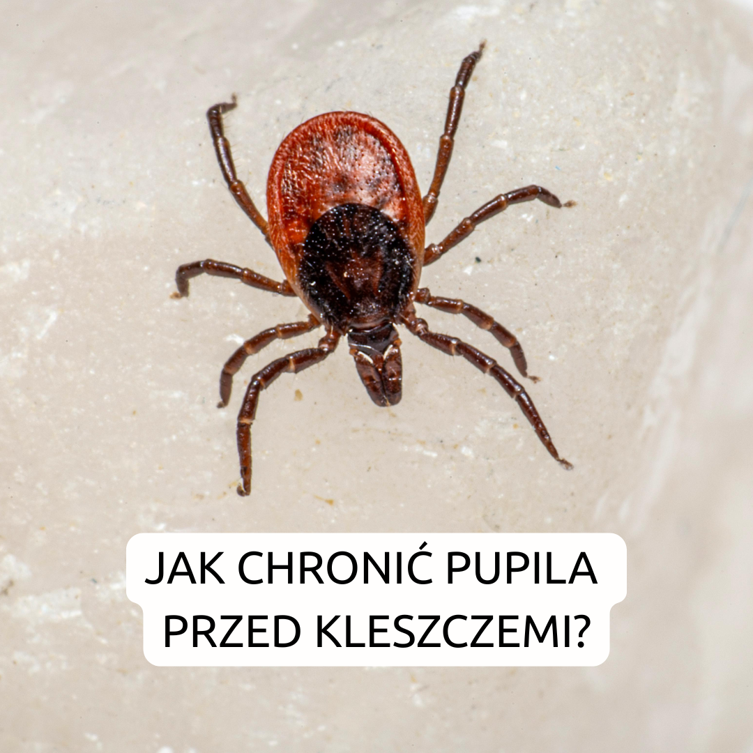 Jak chronić pupila przed kleszczami?