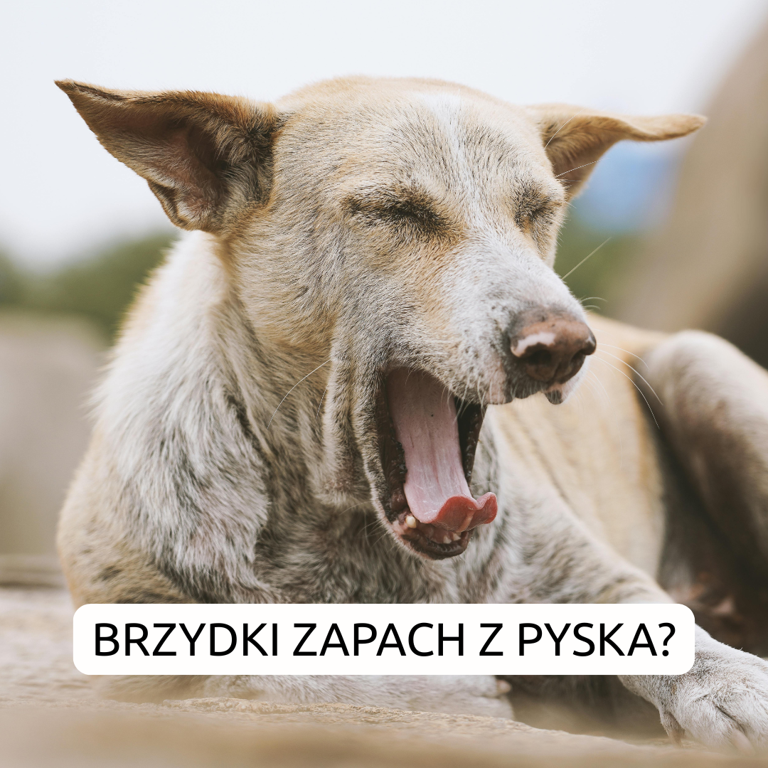 Brzydki zapach z pyska?