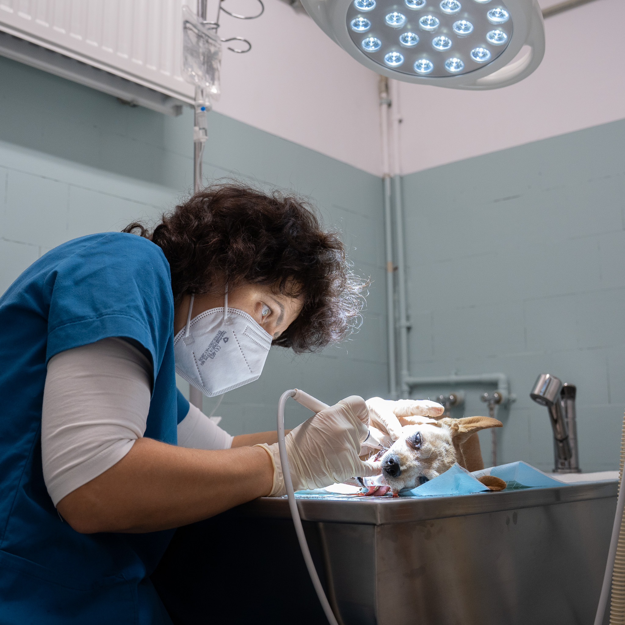 Stomatologia Weterynaryjna — przychodnia Żbik Otwock